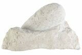 Eocene Fossil Crocodile Egg - Bouxwiller, France #366871-1
